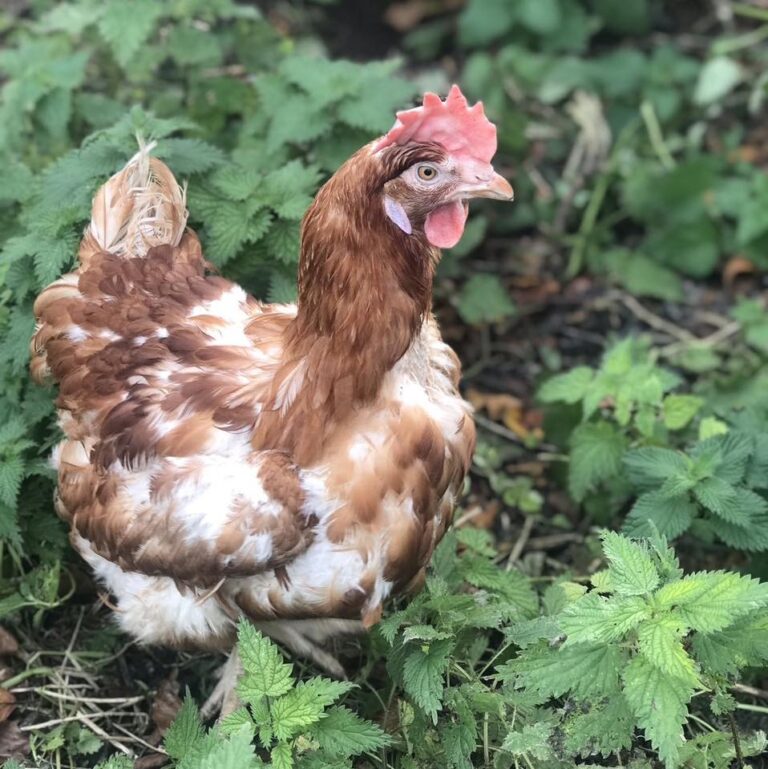 Chicken run rescue takes place in Limerick this weekend