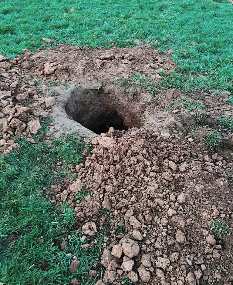 Gardaí investigating suspected badger baiting incident in County Limerick