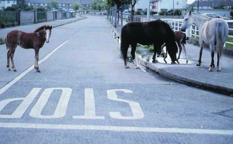13 horses seized by Limerick council officials this week