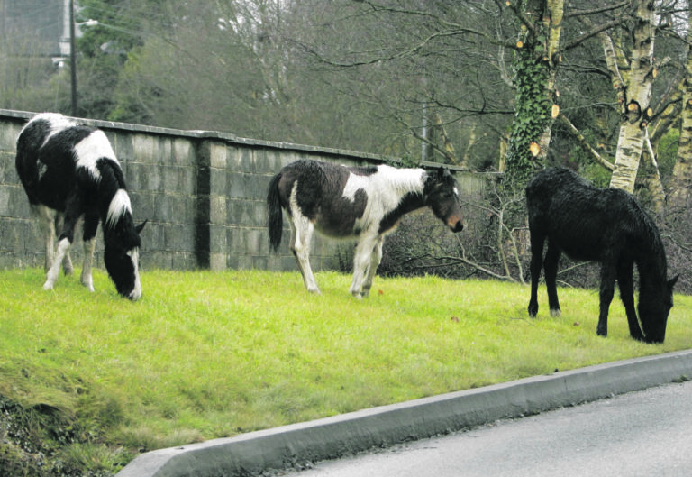 15 ‘feral’ horses and foals causing traffic chaos in Limerick