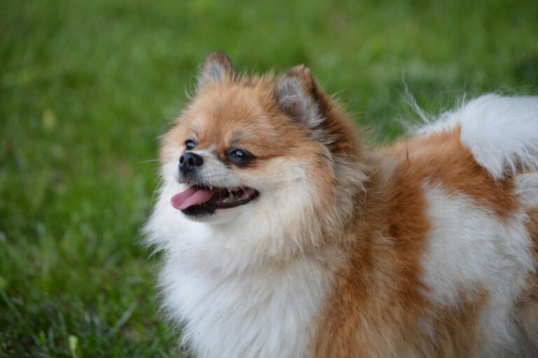 Limerick dog owner sold a pup by buyer with fake bank notes