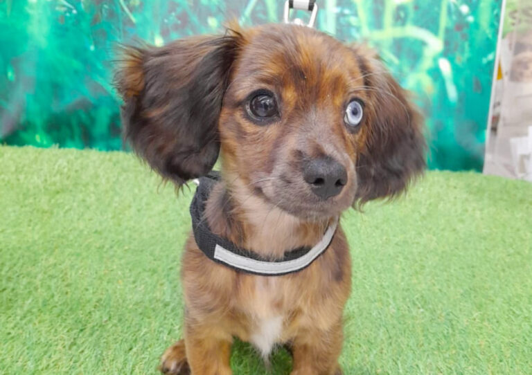 Limerick’s top puppy names revealed