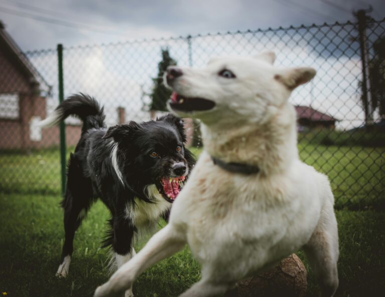 Limerick City and County Council issue just one dog control fine in three years