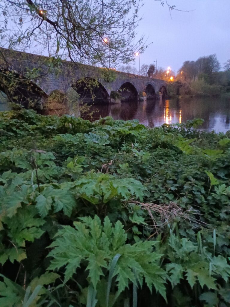 Election candidate calls for Limerick Council to address hogweed issue