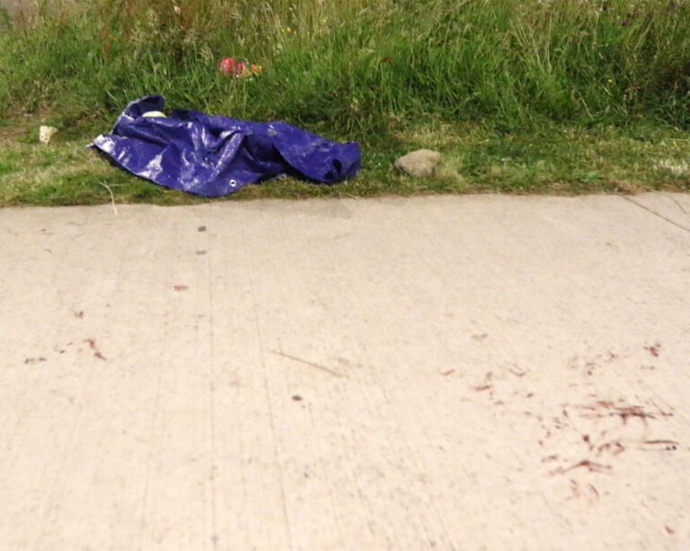 Gardaí investigating after loose pitbull savages small dog in front of mother and child