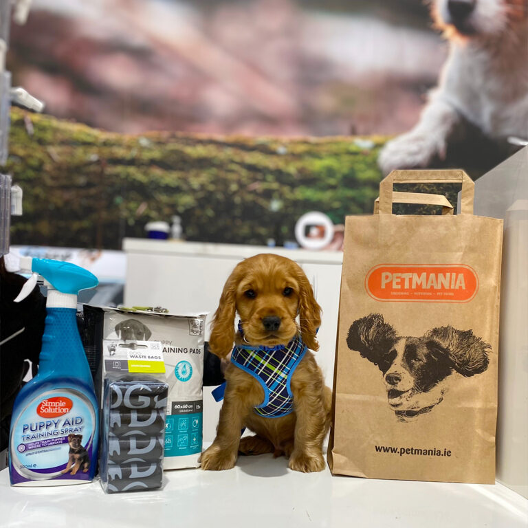 Puppy training class coming to Limerick for local dog lovers