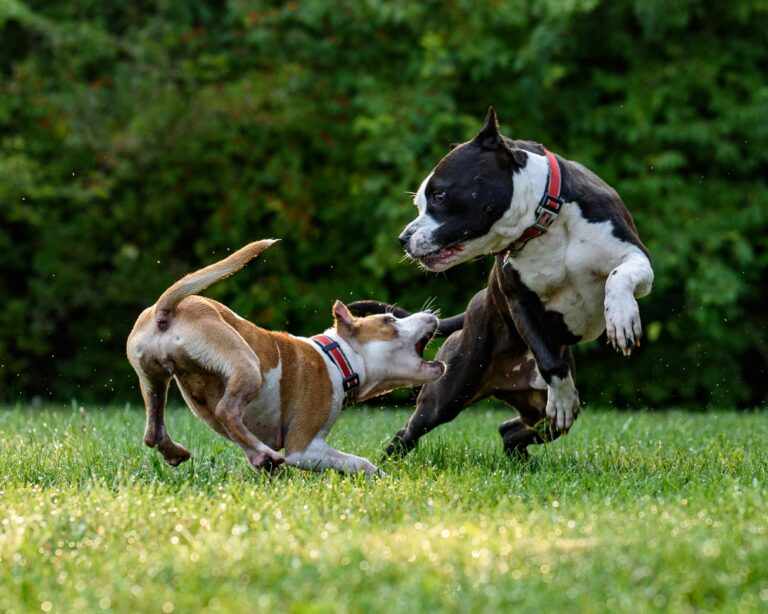 Limerick Dog Shelter to waive surrender fees for restricted breeds