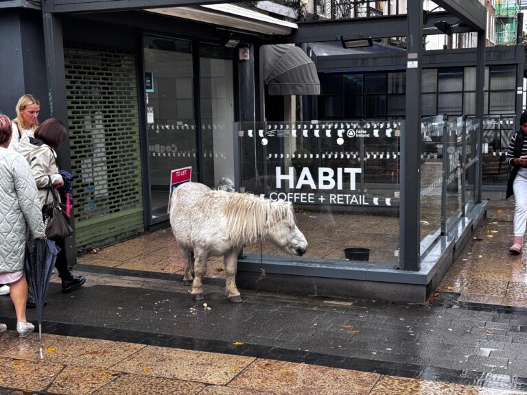 Images of abandoned Shetland pony in city centre spark upset