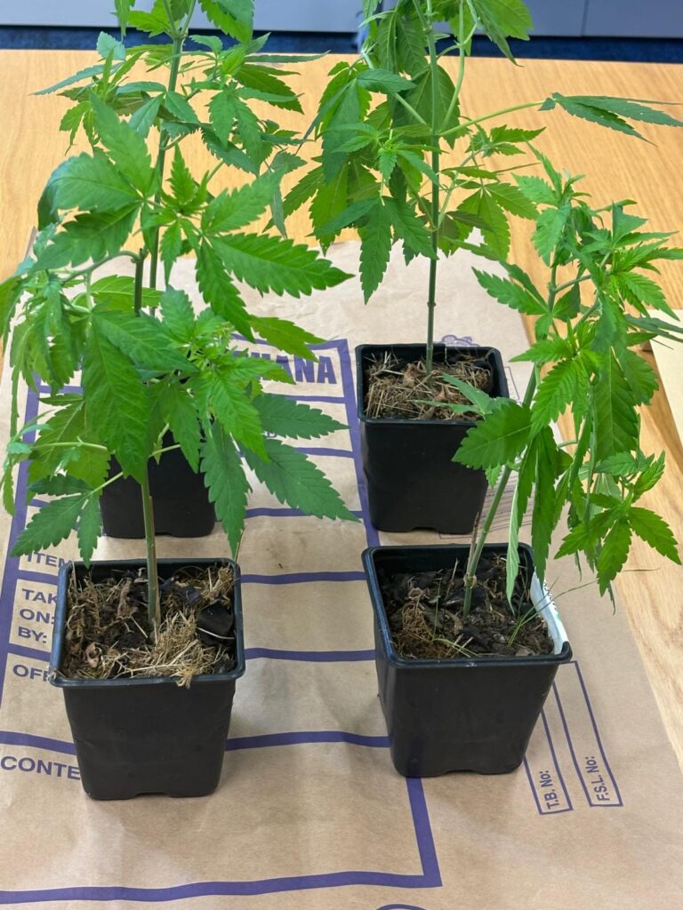 Gardaí seize over €3,000 of suspected cannabis from house in Limerick