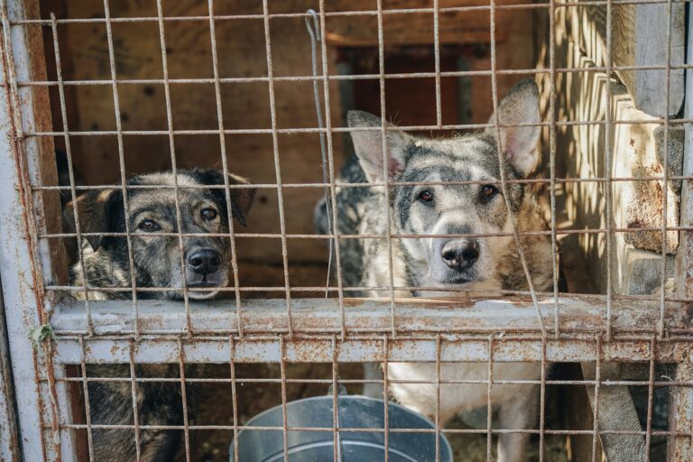 Councillors ask questions as over 100 dogs put down in Limerick in last five years
