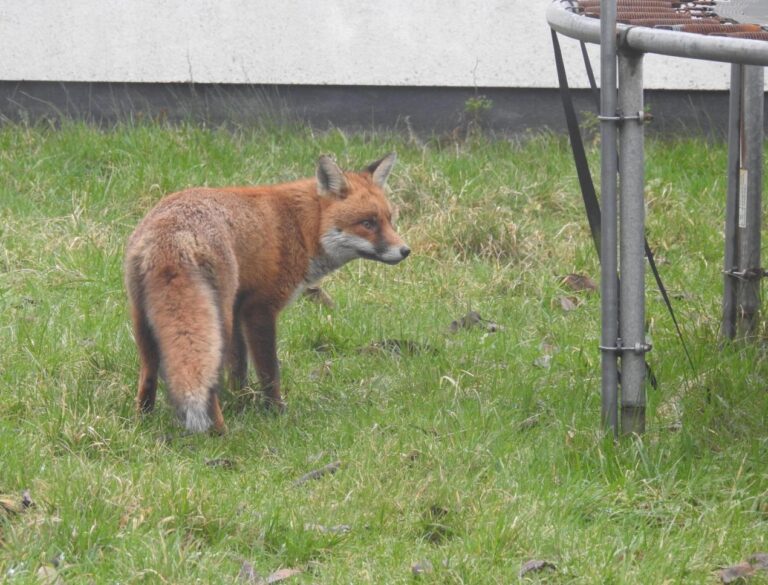 Limerick people encouraged to report urban fox sightings for ongoing survey