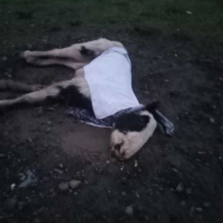 Dead horse left to rot for two weeks in Limerick City estate ‘not good enough’