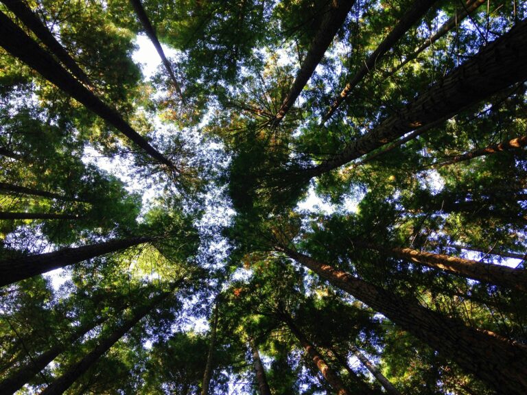 Calls for Limerick young people to have their voices heard on climate issues