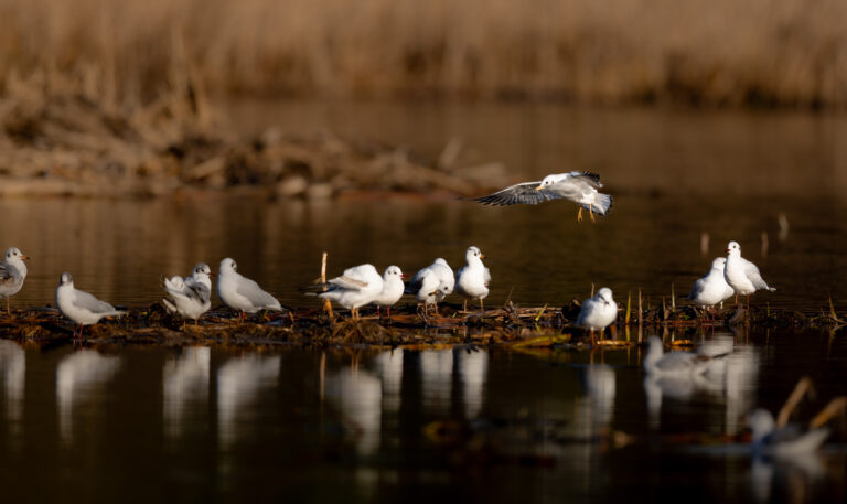 Map invites taking a walk on Limerick’s wet and wild side