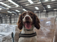 Detector dog Gus