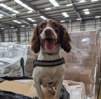 Detector dog Gus