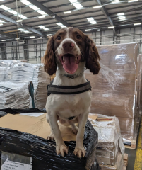 Detector dog Gus