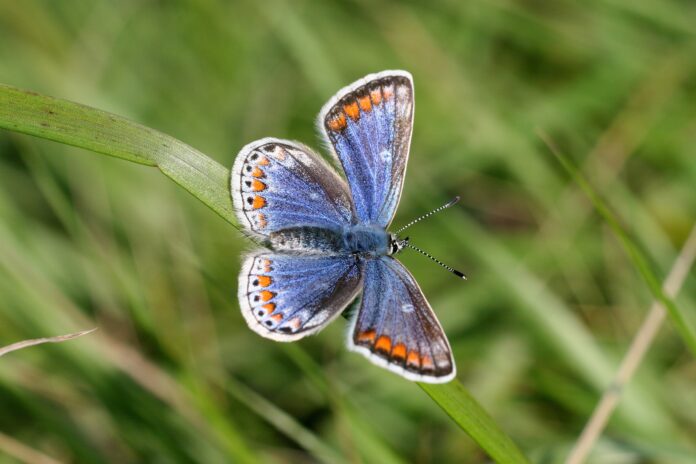 Butterfly conference - Common Blue (Photo - Liam Lysaght)