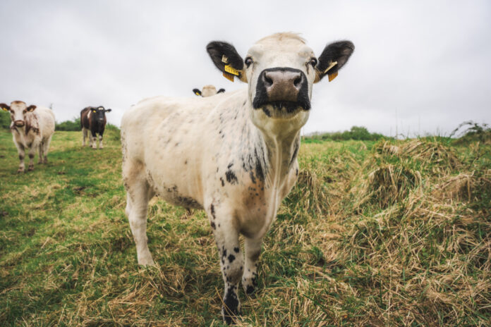 Moo-ving biodiversity