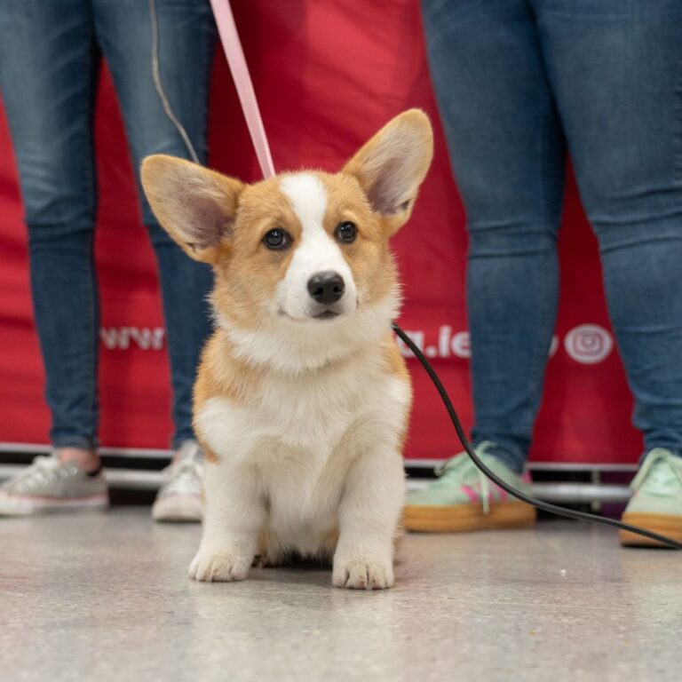 Nominations open for the bravest pets in Limerick