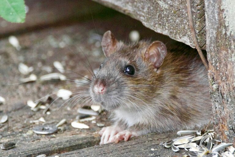 Rats on the rise in Limerick says Rentokil