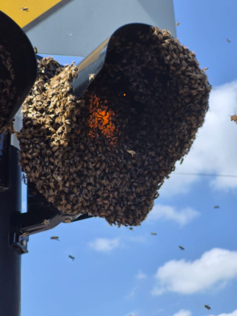 City buzzing in fright as giant ball of bees swarm traffic light