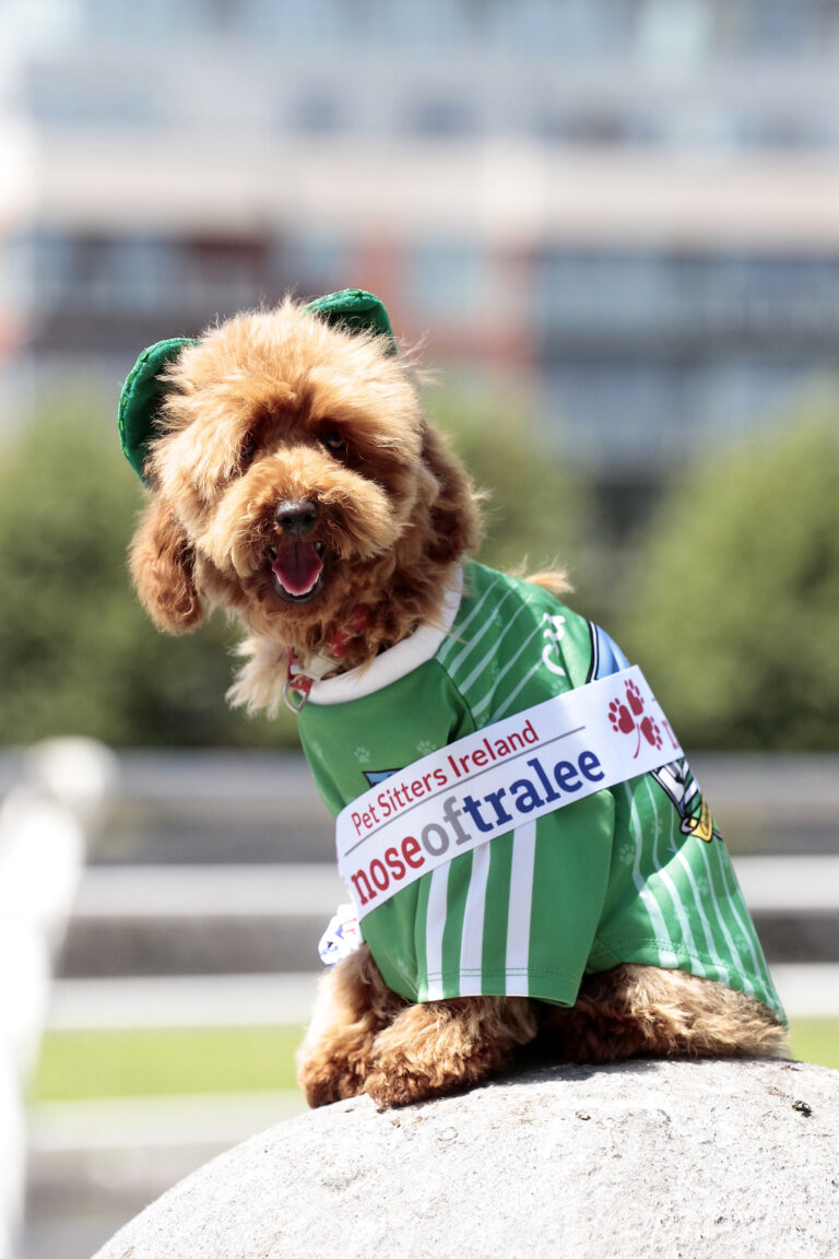 Prized pooch Cici sniffing out Nose of Tralee crown for Limerick