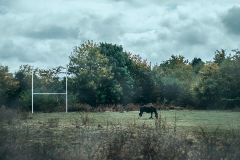 Over 20 horses abandoned in Limerick this year