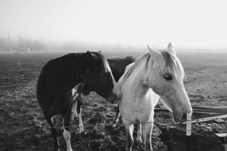 Over 400 horses seized in Limerick in past four years