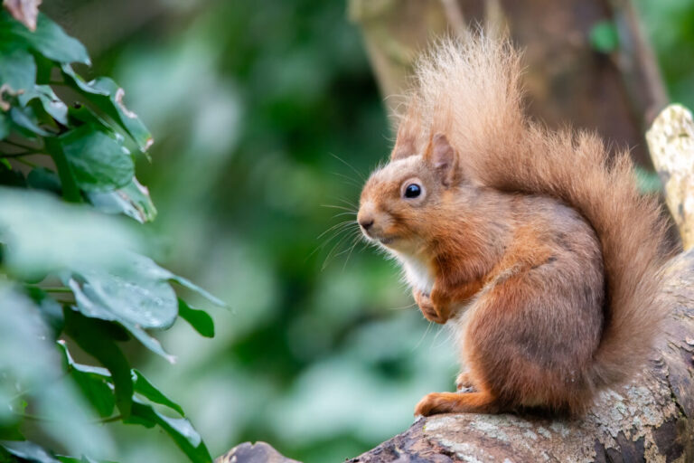 Limerick ‘citizen scientists’ wanted to help track squirrels and pine martens 