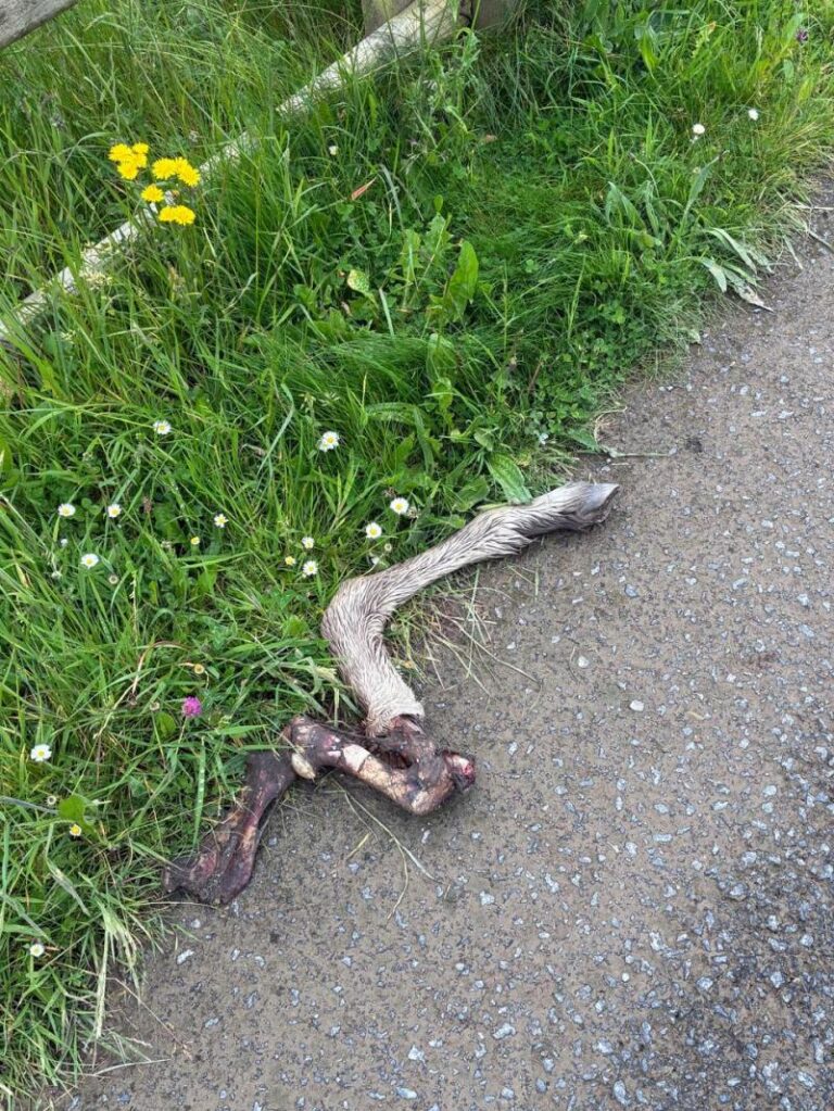 Shocking discovery of severed horse leg in Limerick field