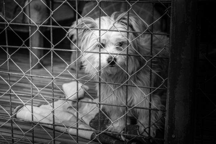dog cage animal welfare abuse pexels-dora-nagy-352732817-14630132